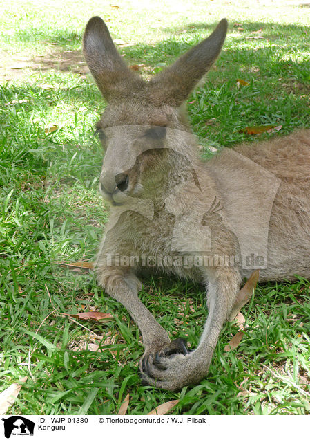 Knguru / kangaroo / WJP-01380