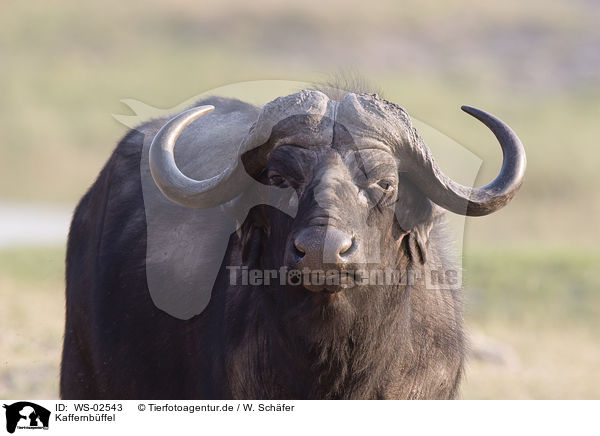 Kaffernbffel / African buffalo / WS-02543
