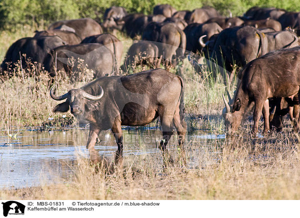 Kaffernbffel am Wasserloch / MBS-01831