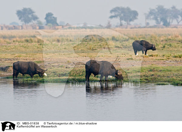 Kaffernbffel am Wasserloch / buffalo at waterhole / MBS-01838