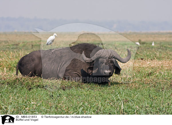 Bffel und Vogel / buffalo and bird / MBS-01853