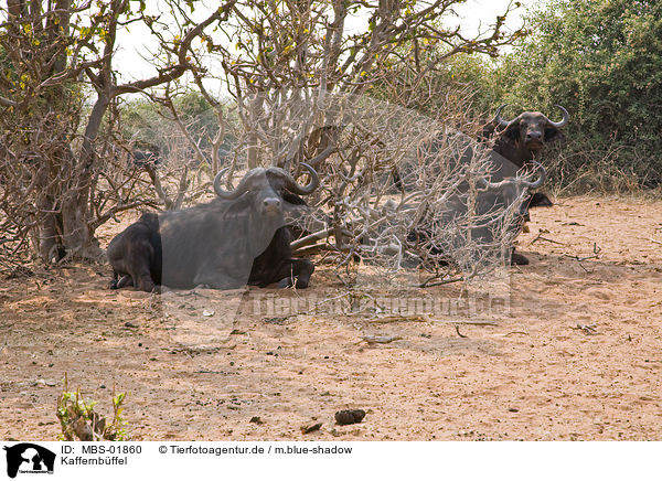 Kaffernbffel / MBS-01860