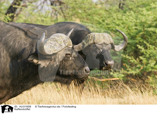 Kaffernbffel / Cape Buffalos / HJ-01699