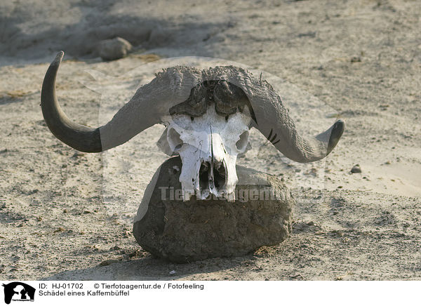 Schdel eines Kaffernbffel / Cape Buffalo skull / HJ-01702