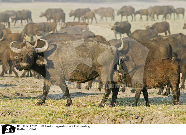 Kaffernbffel / Cape Buffalos / HJ-01712