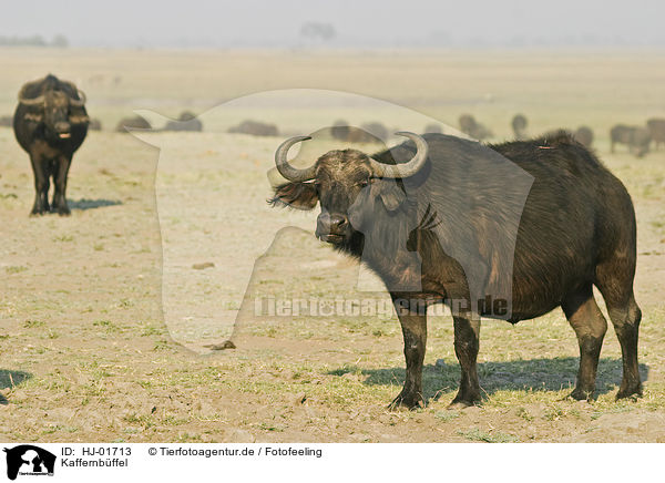 Kaffernbffel / Cape Buffalos / HJ-01713