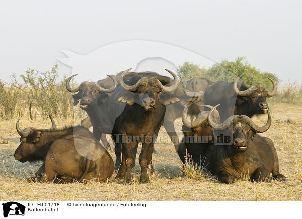 Kaffernbffel / Cape Buffalos / HJ-01718