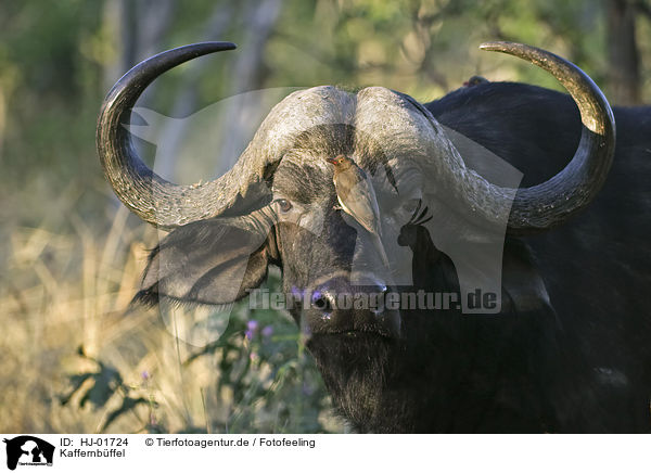 Kaffernbffel / Cape Buffalo / HJ-01724