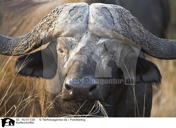 Kaffernbffel / Cape Buffalo / HJ-01728