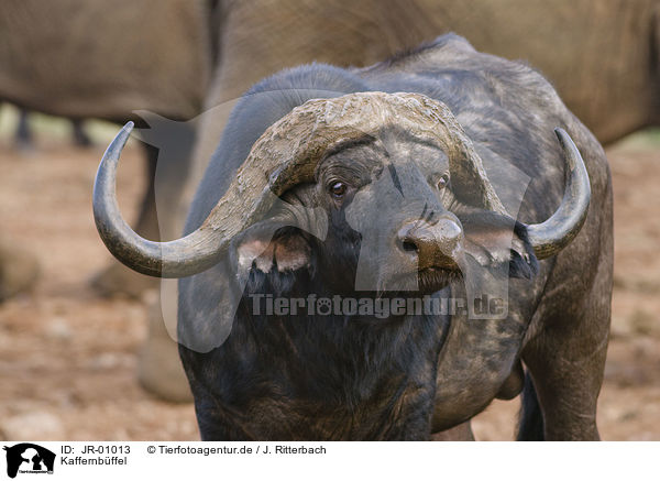 Kaffernbffel / African buffalo / JR-01013