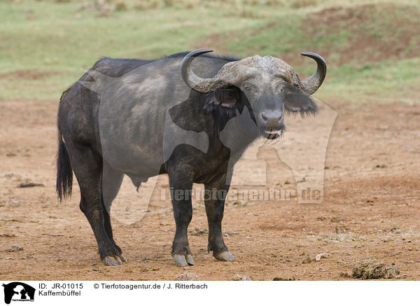Kaffernbffel / African buffalo / JR-01015