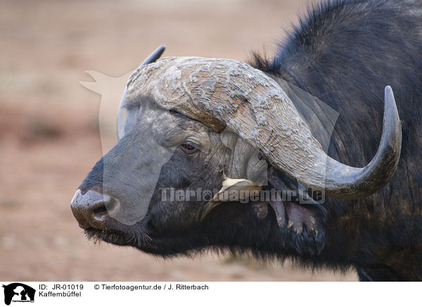 Kaffernbffel / African buffalo / JR-01019