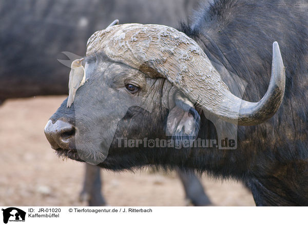 Kaffernbffel / African buffalo / JR-01020