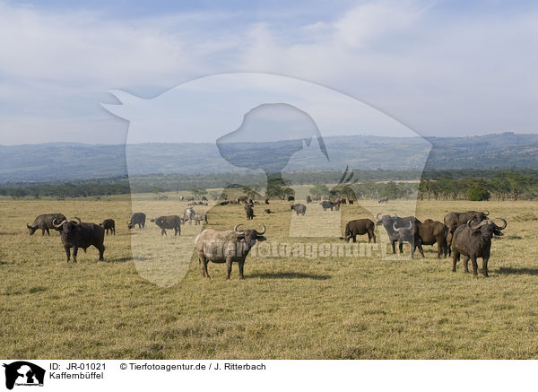 Kaffernbffel / African buffalos / JR-01021