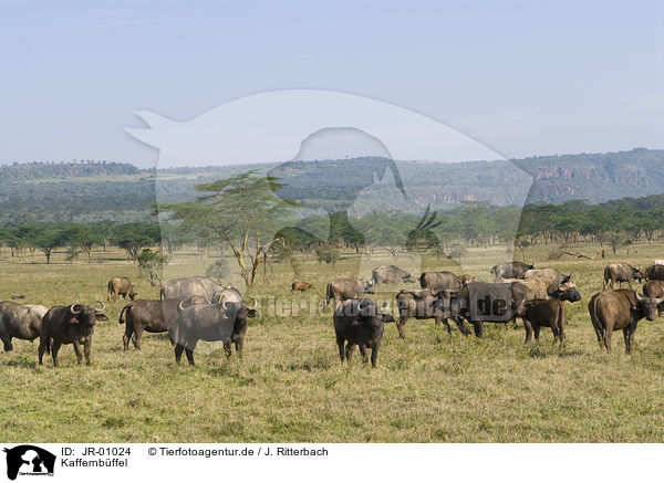 Kaffernbffel / African buffalos / JR-01024