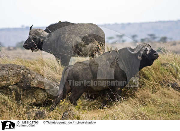 Kaffernbffel / African cape buffalos / MBS-02796