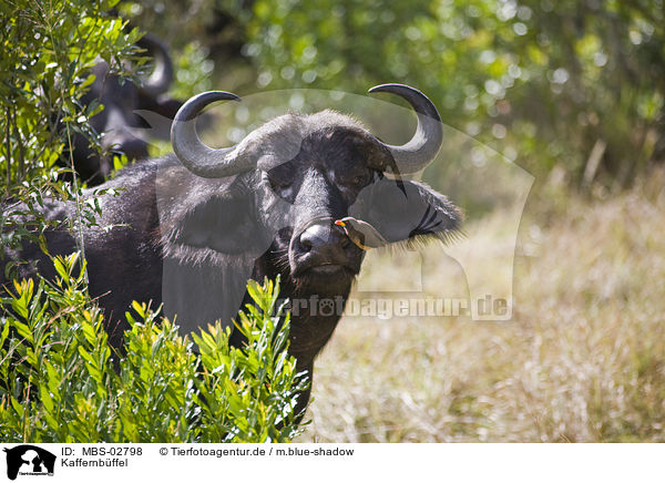 Kaffernbffel / African cape buffalo / MBS-02798