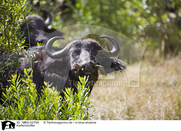 Kaffernbffel / African cape buffalo / MBS-02799