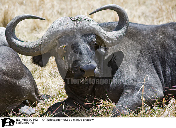 Kaffernbffel / African cape buffalo / MBS-02802