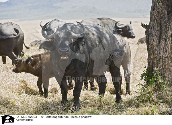 Kaffernbffel / African cape buffalos / MBS-02803