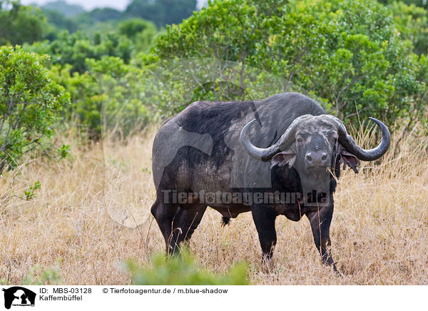 Kaffernbffel / African cape buffalo / MBS-03128