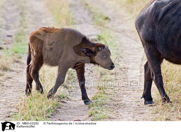 Kaffernbffel / African cape buffalos / MBS-03292