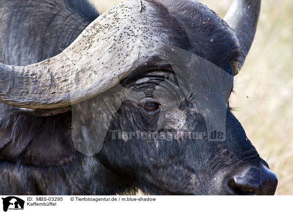 Kaffernbffel / African cape buffalo / MBS-03295