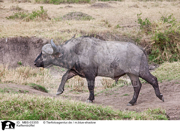 Kaffernbffel / African cape buffalo / MBS-03355