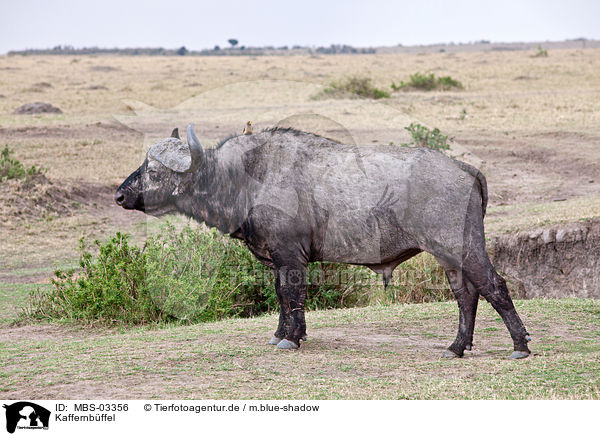Kaffernbffel / African cape buffalo / MBS-03356