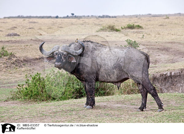 Kaffernbffel / African cape buffalo / MBS-03357