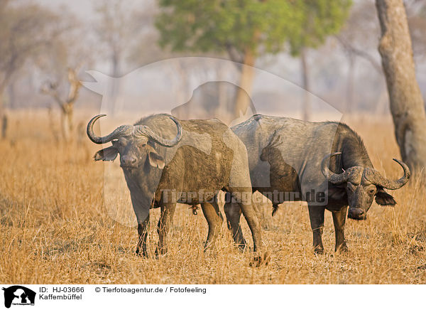 Kaffernb�ffel / HJ-03666