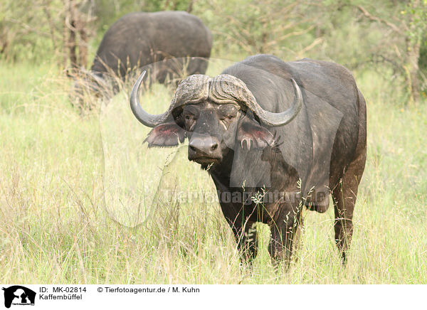 Kaffernbffel / African cape buffalos / MK-02814