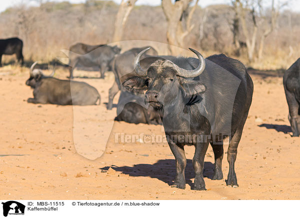 Kaffernbffel / MBS-11515