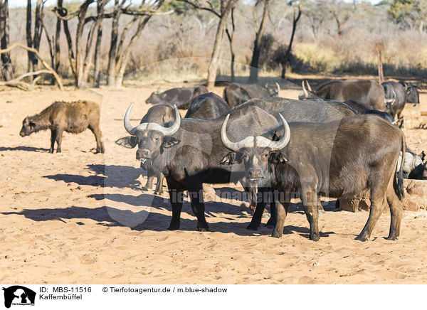 Kaffernbffel / MBS-11516