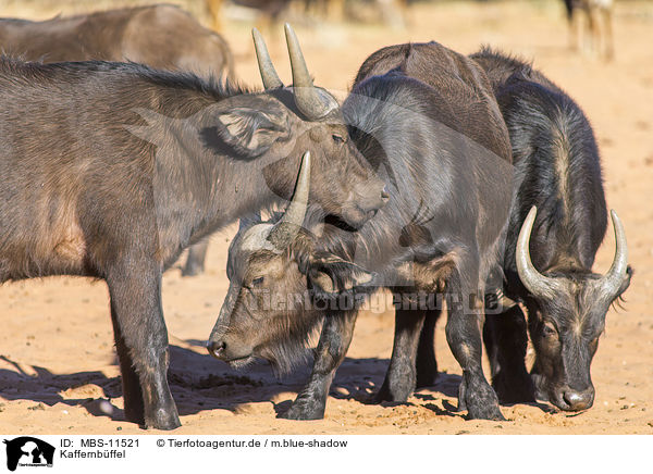 Kaffernbffel / cape buffalos / MBS-11521