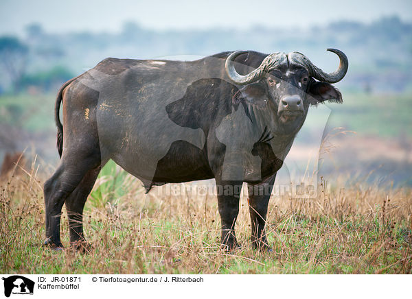 Kaffernbffel / African cape buffalo / JR-01871