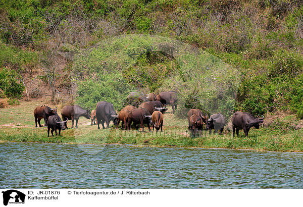 Kaffernbffel / African cape buffalos / JR-01876