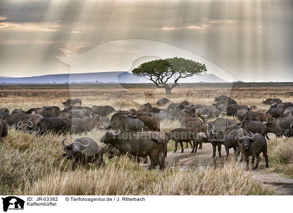 Kaffernbffel / JR-03382