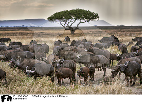 Kaffernbffel / Cape buffalos / JR-03383