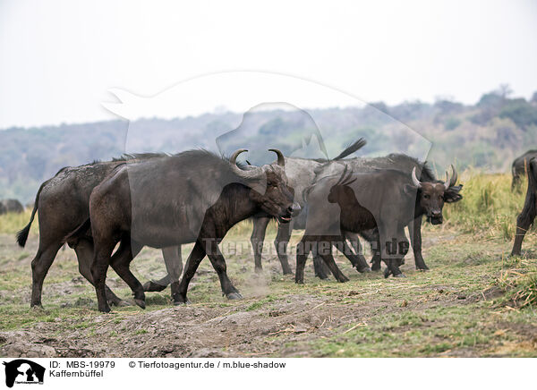 Kaffernbffel / African Buffalo / MBS-19979