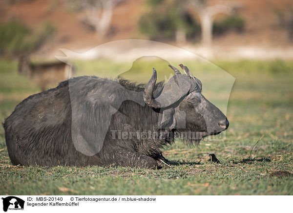 liegender Kaffernbffel / lying African Buffalo / MBS-20140