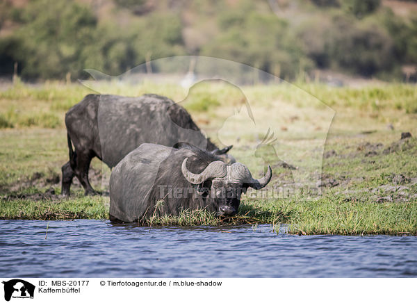Kaffernbffel / African Buffalo / MBS-20177
