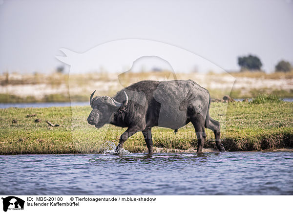 laufender Kaffernbffel / walking African Buffalo / MBS-20180