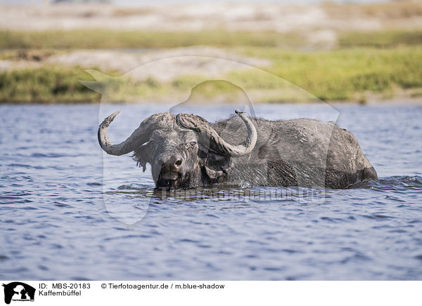 Kaffernbffel / African Buffalo / MBS-20183