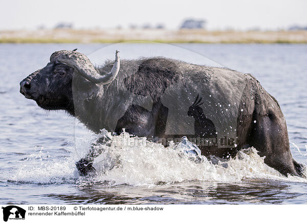 rennender Kaffernbffel / MBS-20189