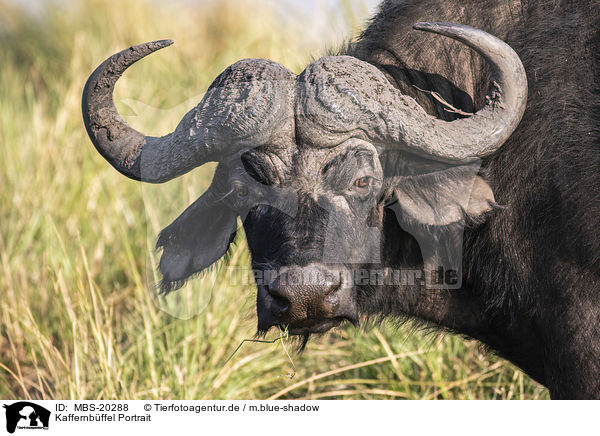 Kaffernbffel Portrait / African Buffalo portrait / MBS-20288