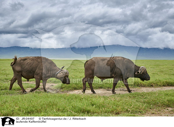 laufende Kaffernbffel / walking African Buffalo / JR-04497