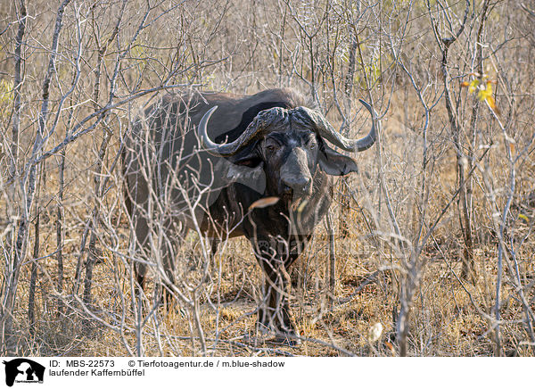 laufender Kaffernbffel / walking African Buffalo / MBS-22573