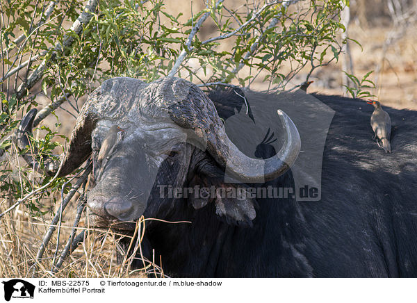 Kaffernbffel Portrait / African Buffalo portrait / MBS-22575