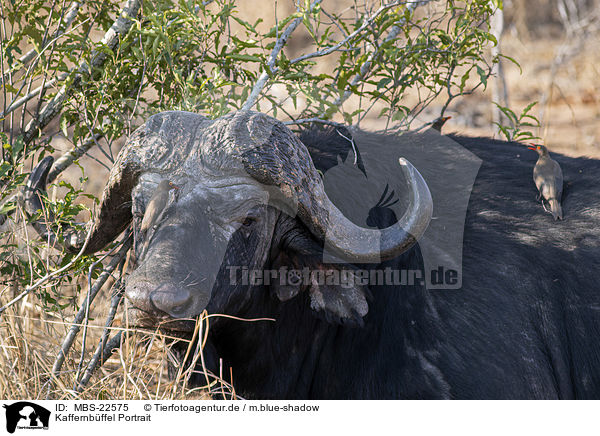 Kaffernbffel Portrait / African Buffalo portrait / MBS-22575